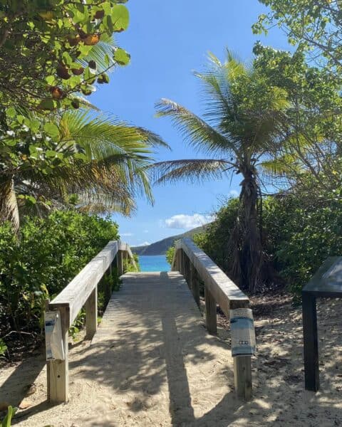 A sandy path bathed in sunshine meanders through lush greenery to a wooden walkway, revealing the breathtaking blue ocean under a clear sky. Palm trees sway gently on either side of this idyllic scene.