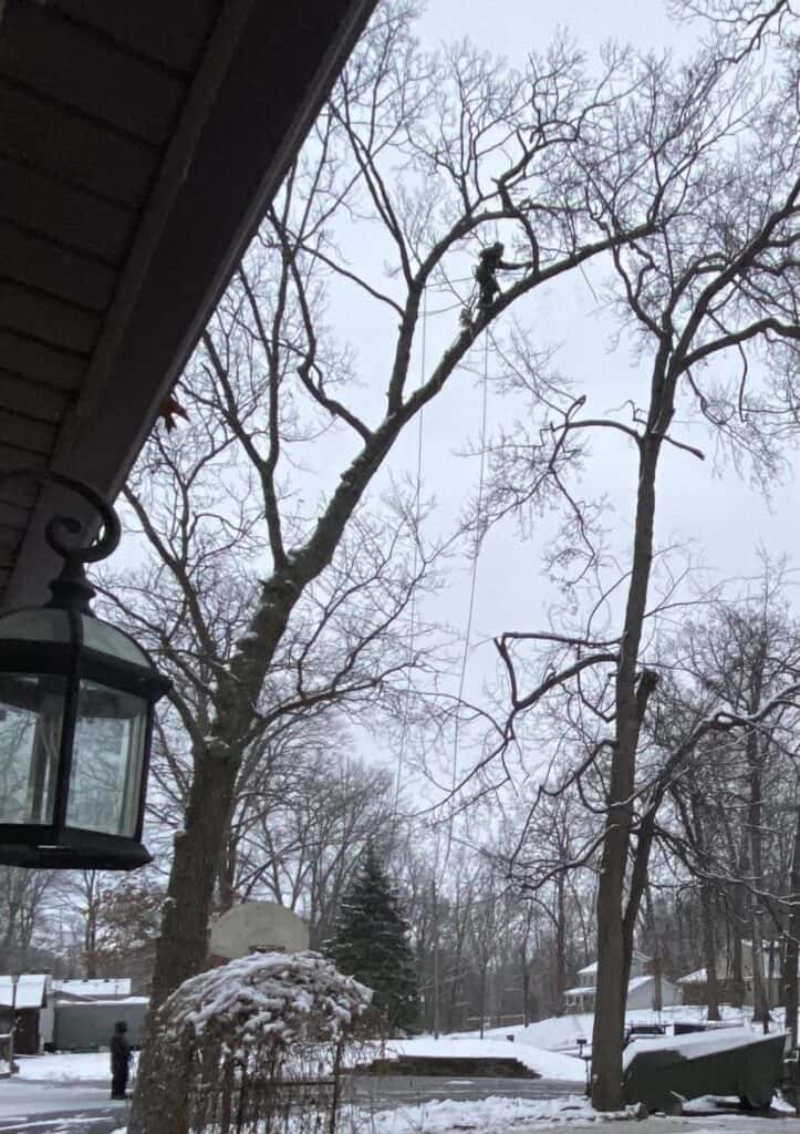 In a snowy residential area, a person embarks on a journey back to simplicity, climbing a tall tree with ropes. A lantern softly sways from a nearby roof, illuminating this moment of personal reflection among the branches.