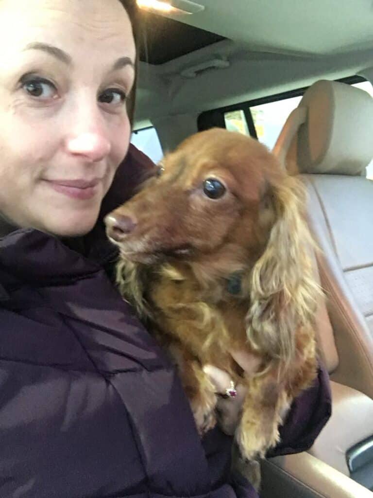 A person holding a brown, long-haired dachshund enjoys a personal journey inside a car, possibly pondering their next blogging adventure.