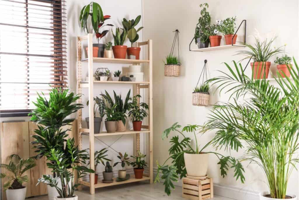 Room with healthy houseplants in various potted containers on shelves, wall-mounted planters, and the floor, near a window with blinds.