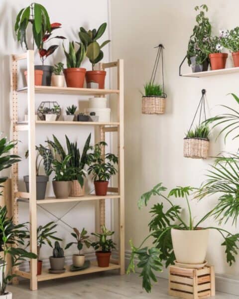 Room with healthy houseplants in various potted containers on shelves, wall-mounted planters, and the floor, near a window with blinds.