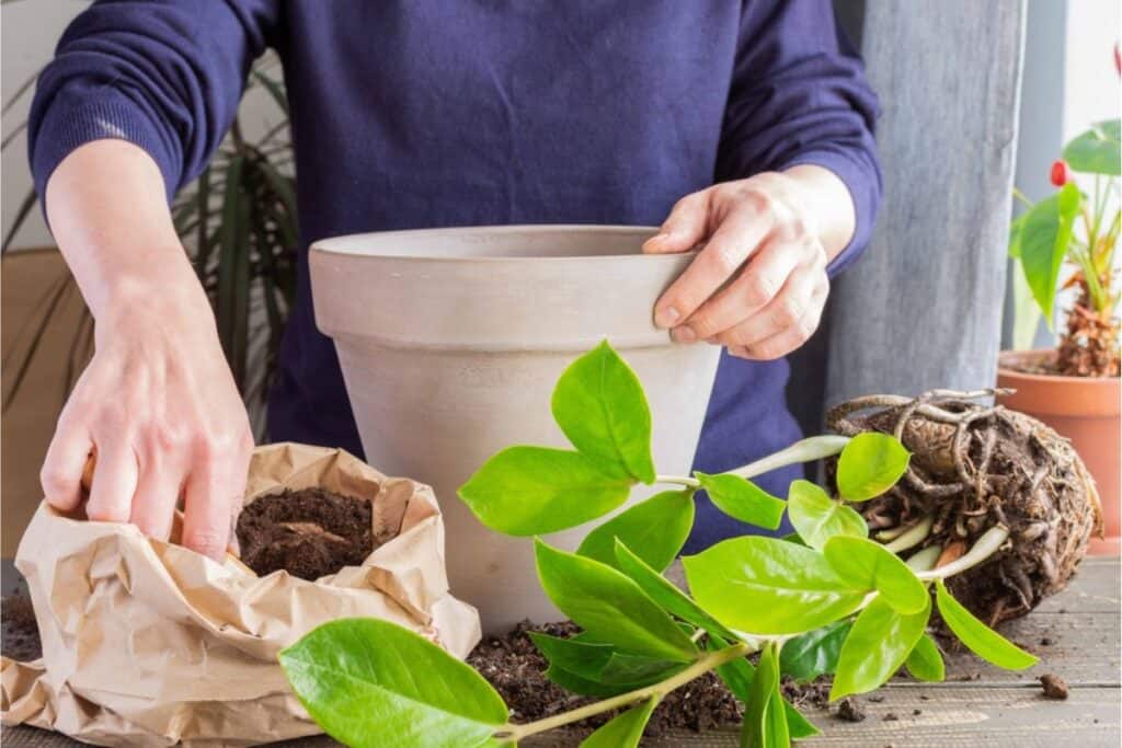 Person preparing to pot a healthy houseplant, with hands placing soil from a paper bag into a ceramic pot. A vibrant green plant with exposed roots and leaves lies nearby on a wooden surface, promising to thrive in its new home.