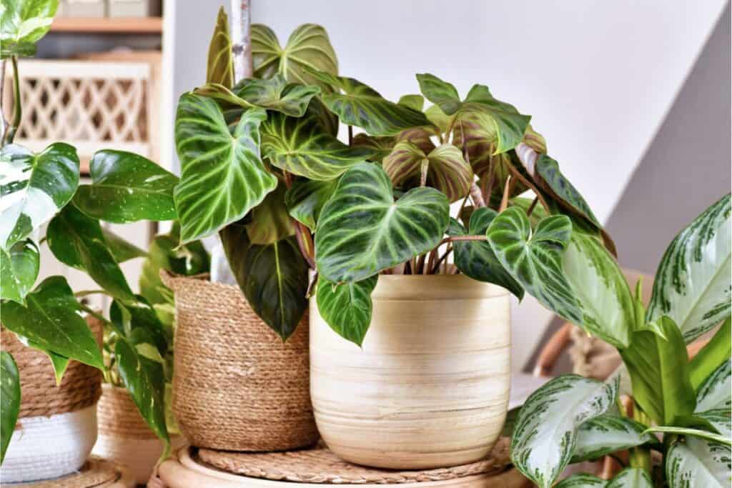 Indoor plants in woven and ceramic pots adorn the table, their broad, green leaves a testament to healthy houseplants.
