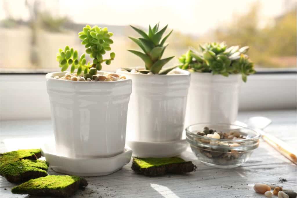 Three small, healthy succulents in white pots sit on a windowsill. Nearby, green moss and a bowl of stones add to the serene scene as sunlight filters through the window, nourishing these thriving houseplants.