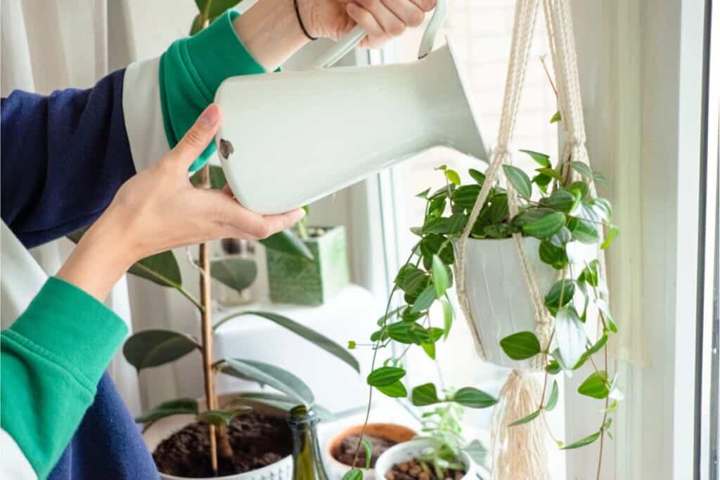 A person waters a hanging potted plant with a white watering can, surrounded by healthy houseplants near a sunlit window.