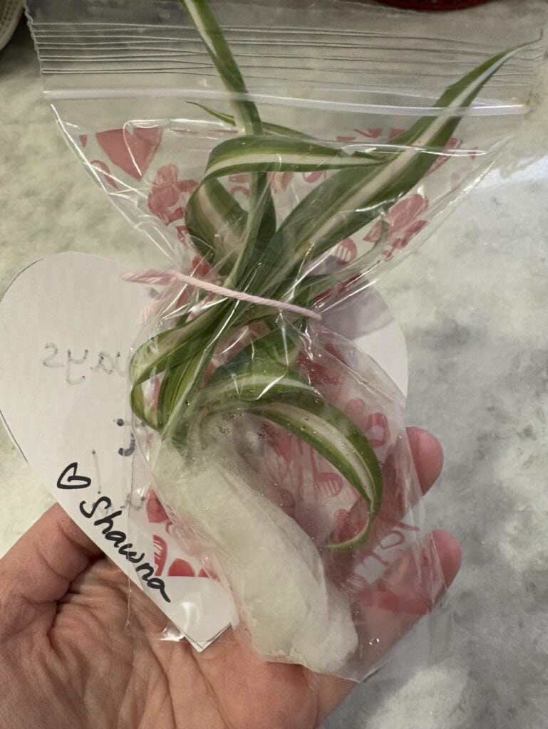 A hand holds a small plant cutting in a plastic bag with moist material. The bag is decorated with a heart pattern. There's a label with handwritten text and a heart symbol.