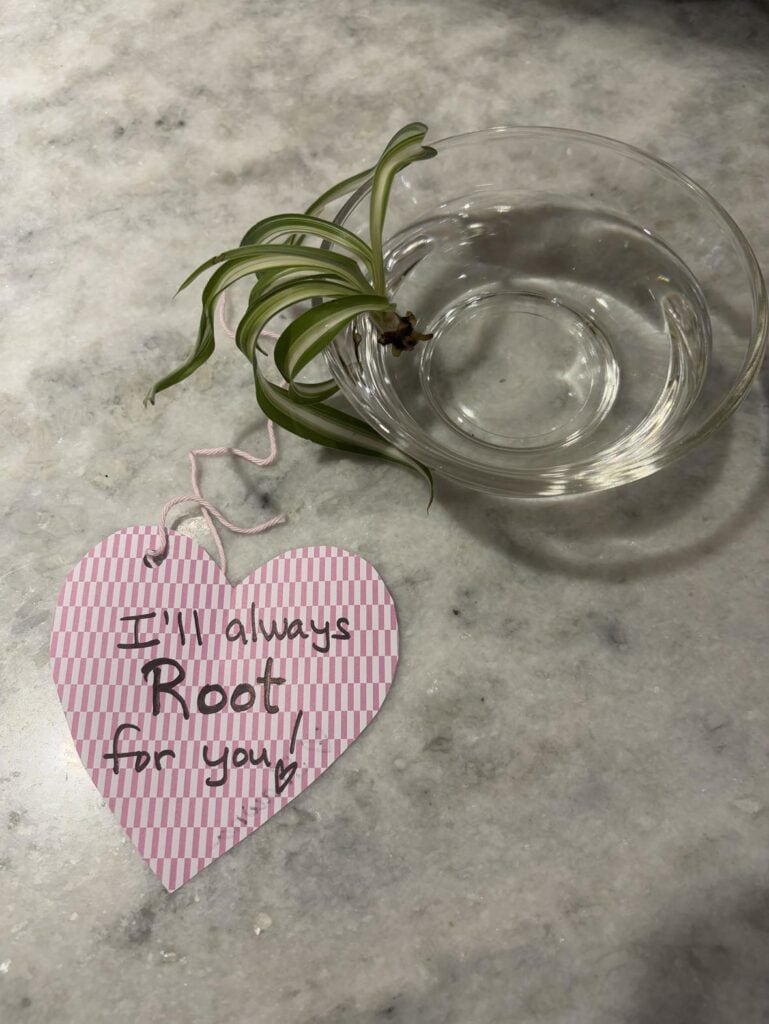 A small plant in a glass bowl of water sits next to a pink heart-shaped card with the message "I'll always root for you!" on a marble surface.