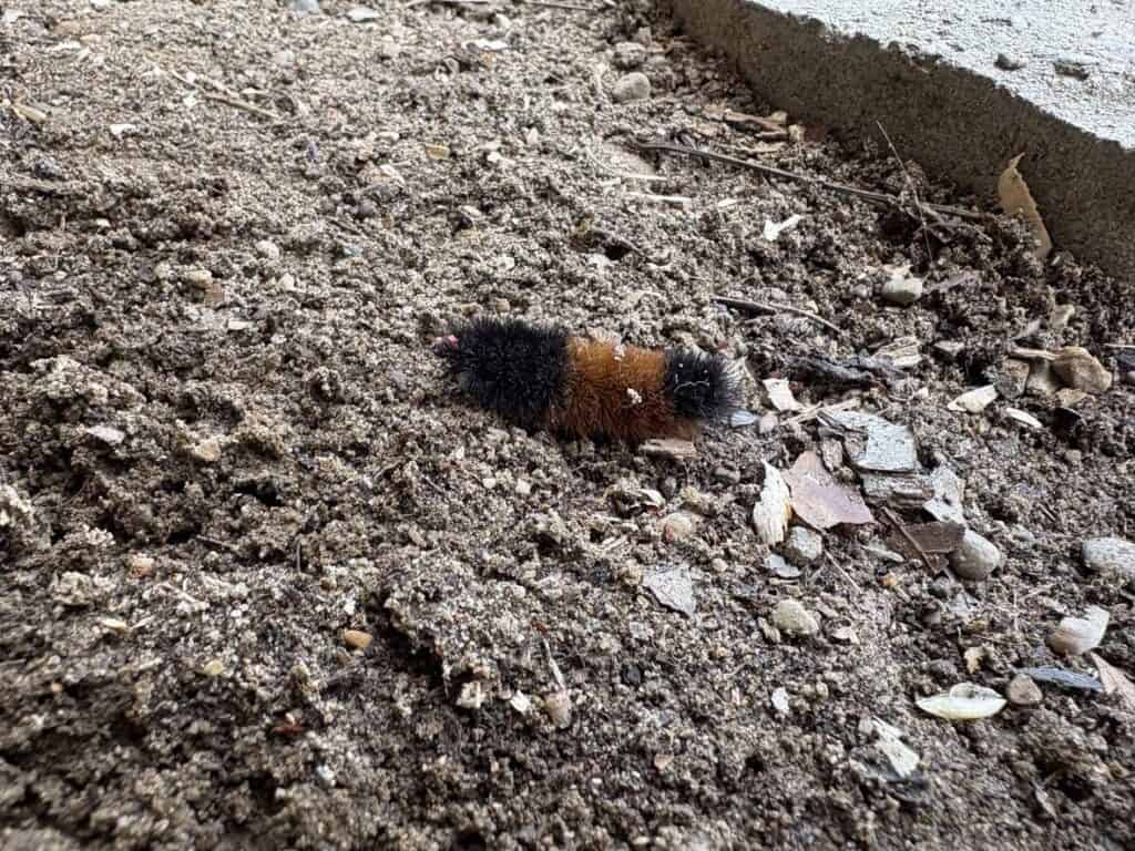 A fuzzy caterpillar with black and brown bands crawls on sandy soil, poised like a personal post against the concrete edge.