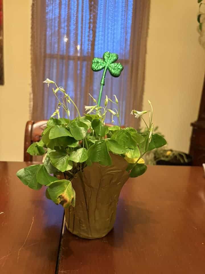 A potted plant with lush green leaves and a few white flowers sits on a wooden table, adorned with a shiny green shamrock stick. This personal touch adds charm to any post-worthy setting.