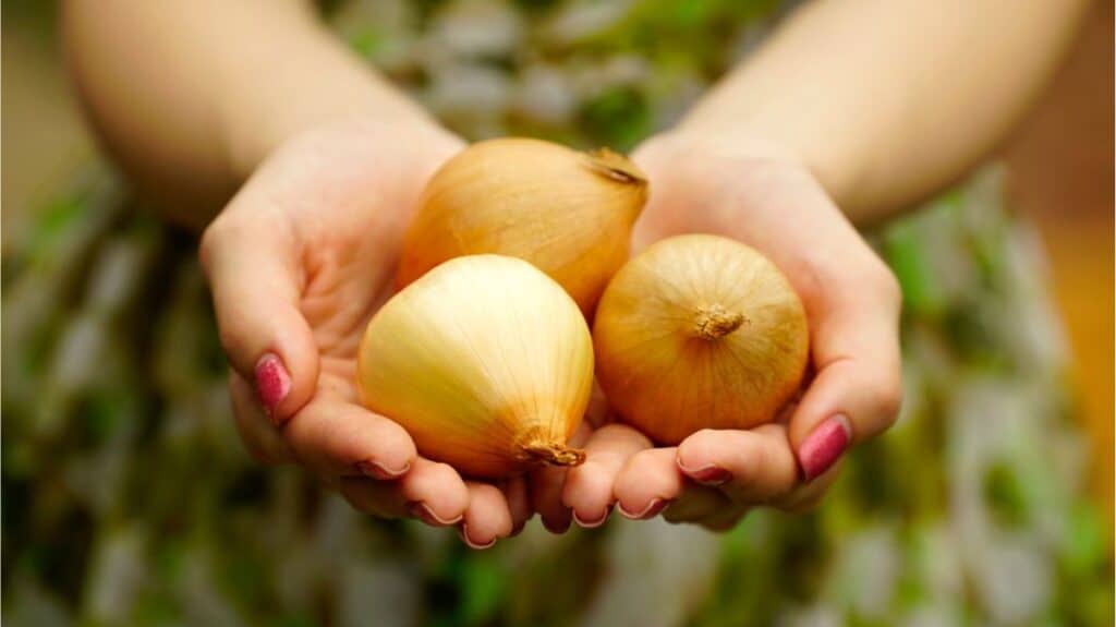 Hands with pink nails hold three brown onions, ready for your next culinary adventure. Discover how to cut onions without crying and elevate your cooking experience while keeping those tears at bay.