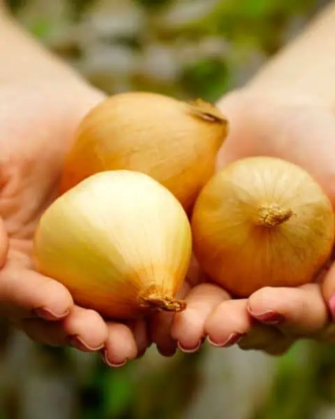 Hands with pink nails hold three brown onions, ready for your next culinary adventure. Discover how to cut onions without crying and elevate your cooking experience while keeping those tears at bay.