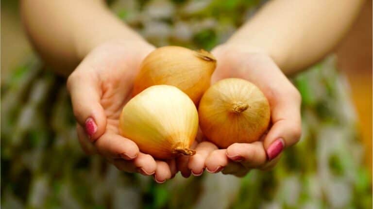 Hands with pink nails hold three brown onions, ready for your next culinary adventure. Discover how to cut onions without crying and elevate your cooking experience while keeping those tears at bay.