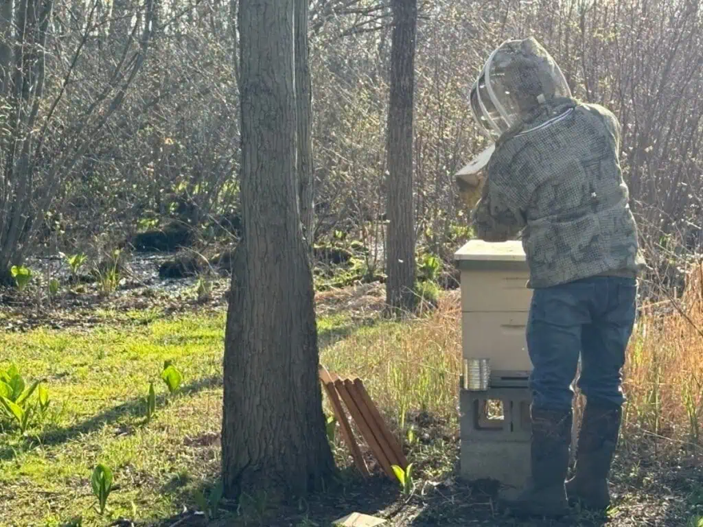 A person wearing a beekeeping suit tends to a beehive in a wooded area, sunlight from the Sweet Spring Update filtering through the trees.