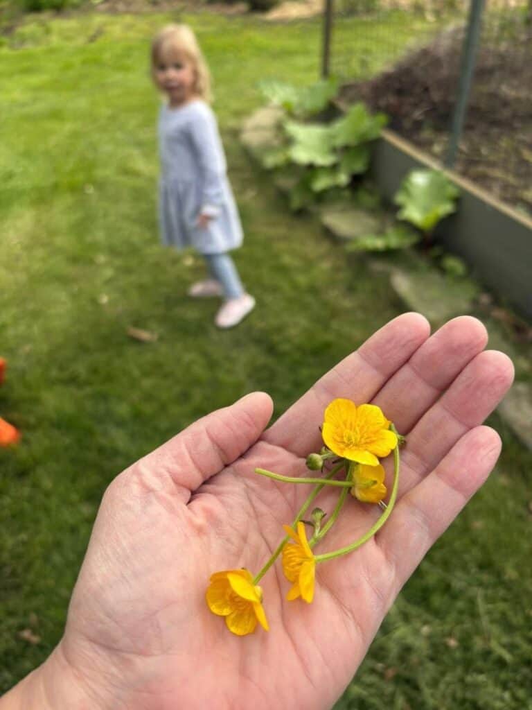 A hand holding several yellow buttercup flowers with a young girl standing on grass in the blurred background, sporting playful sticker earrings.