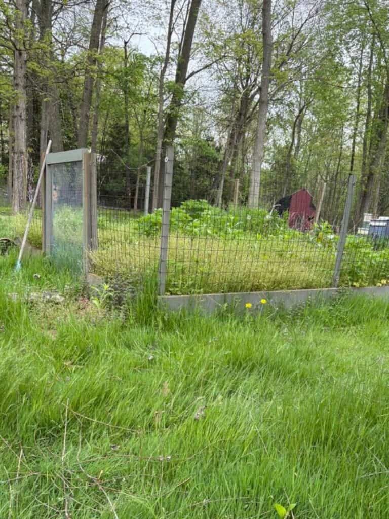 A fenced garden with lush green plants inside, surrounded by tall grass and trees; a small red shed is visible in the background—a peaceful scene shaped by generational gardening traditions.