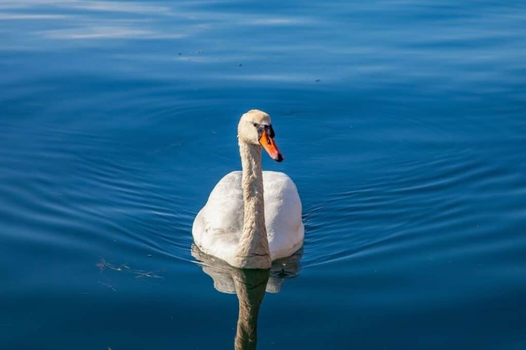 A swan with a white body and orange beak swims on calm blue water, creating gentle ripples around it—perfect for a serene Personal Post.