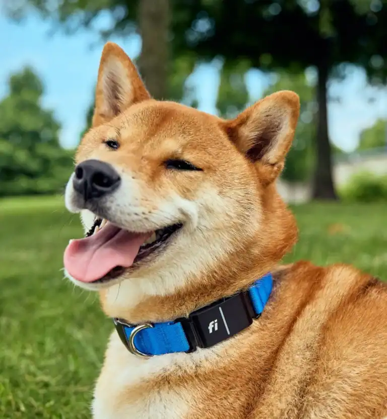 A Shiba Inu dog with a blue collar and a black device labeled "fi" enjoys green grass and trees in the background—get a Free Fi GPS Tracker and never lose track of your pup.