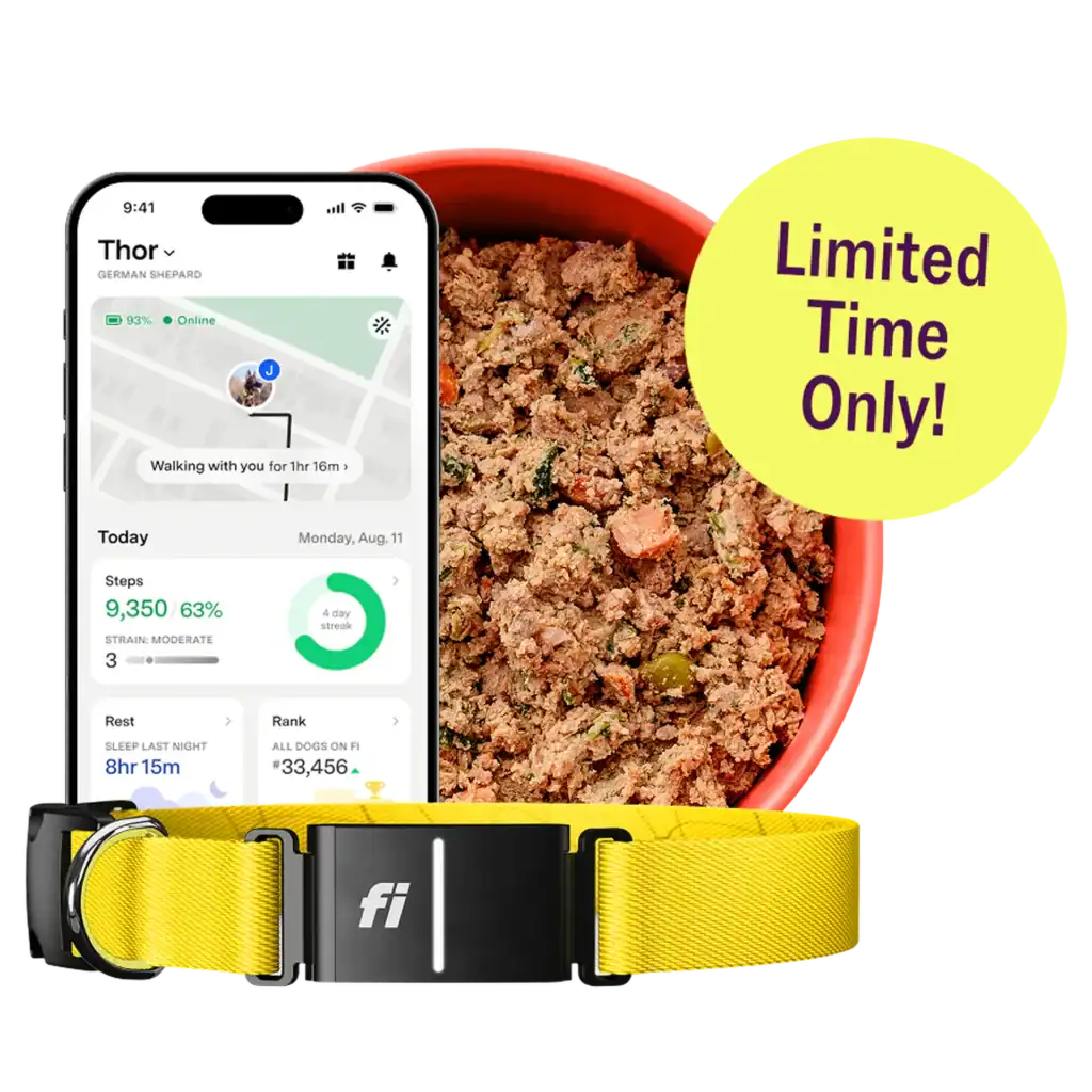 A smartphone displaying a pet activity app, a yellow dog collar, and a bowl of Ollie Fresh Dog Food with a "Limited Time Only!" label highlight an exclusive dog food deal.