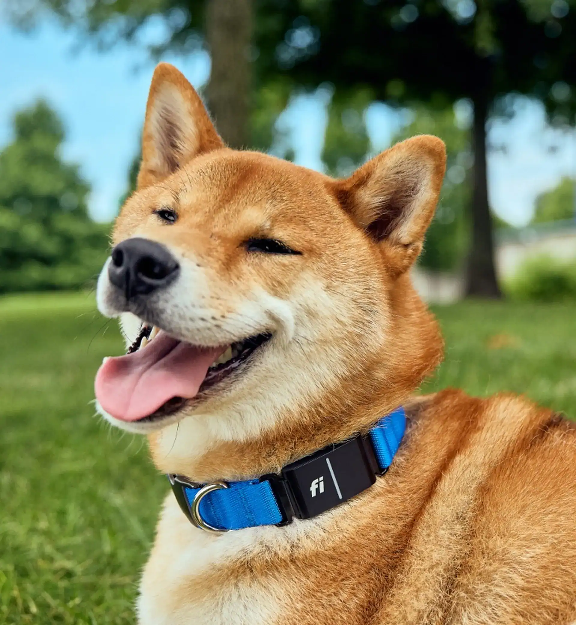 A Shiba Inu dog with a blue collar and a black device labeled "fi" enjoys green grass and trees in the background—get a Free Fi GPS Tracker and never lose track of your pup.